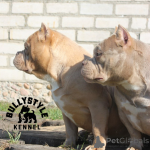 Photo №3. American Bools. Latvia