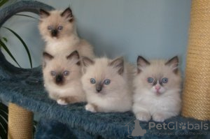 Photo №3. MOOIE RAGDOLL KITTENS BESCHIKBAAR. France