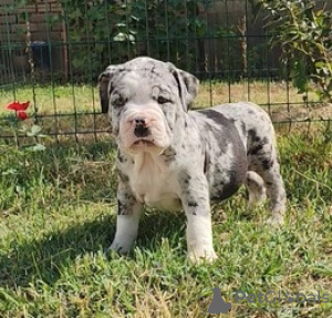 Photo №2 to announcement № 124061 for the sale of american bully - buy in Finland private announcement