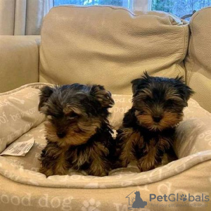Photo №1. yorkshire terrier - for sale in the city of Lyon | Is free | Announcement № 10209