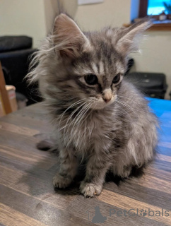 Photo №1. maine coon - for sale in the city of Ludwigshafen | 361$ | Announcement № 177037