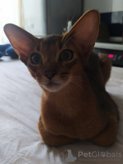 Photo №1. abyssinian cat - for sale in the city of Donetsk | 500$ | Announcement № 11461