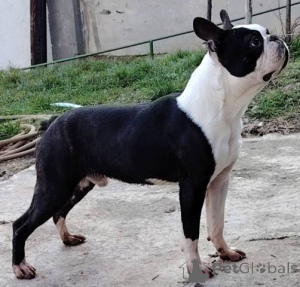 Photo №2 to announcement № 166972 for the sale of boston terrier - buy in Serbia 