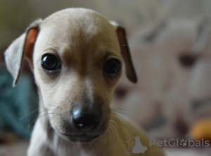 Photo №2 to announcement № 9114 for the sale of italian greyhound - buy in Russian Federation from nursery