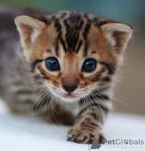 Photo №2 to announcement № 137584 for the sale of bengal cat - buy in Russian Federation private announcement