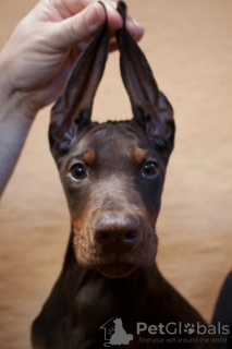 Additional photos: Doberman puppies