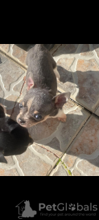 Photo №4. I will sell chihuahua in the city of Mazarakia. private announcement - price - Is free