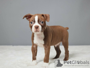 Photo №2 to announcement № 127533 for the sale of boston terrier - buy in Finland private announcement