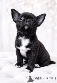 Photo №2 to announcement № 176858 for the sale of chihuahua - buy in Ukraine from nursery, breeder
