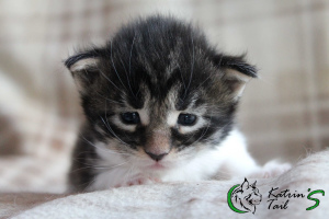 Photo №2 to announcement № 6784 for the sale of maine coon - buy in Russian Federation private announcement, from nursery, breeder