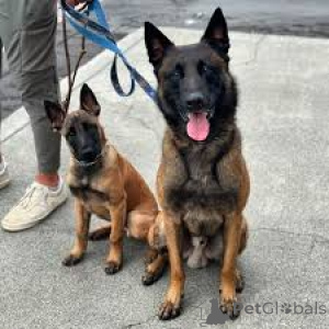 Photo №1. belgian shepherd - for sale in the city of Paris | 1032$ | Announcement № 164744