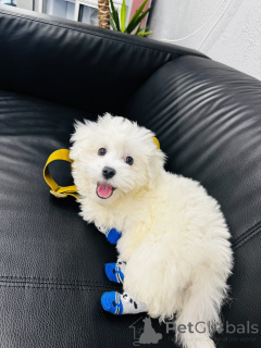 Photo №3.  Eladó 5 hónapos máltai selyemkutya kölyök . Hungary