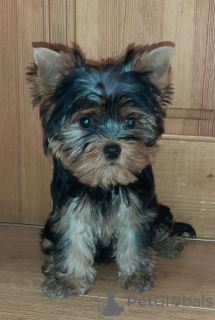 Additional photos: Yorkshire terrier. Boy's and girl's.