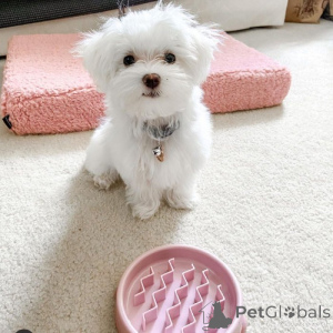 Photo №3. Loving Tea Cup Yorkie Puppies. Canada