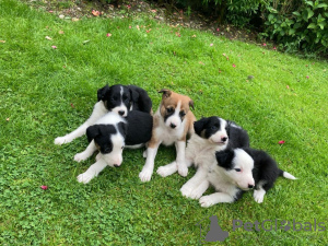 Photo №1. border collie - for sale in the city of Melbourne | 450$ | Announcement № 18615