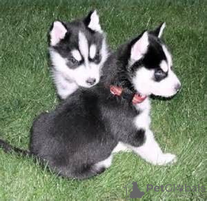 Photo №1. siberian husky - for sale in the city of Tiraspol | negotiated | Announcement № 124383