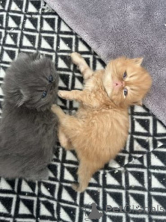 Photo №3. Full Persian kittens Ready Now.. United Kingdom