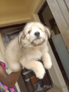 Photo №1. lhasa apso - for sale in the city of Huachi Chico | Is free | Announcement № 172950