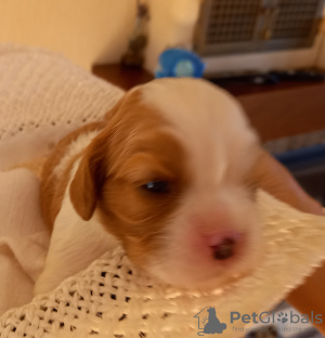 Additional photos: Cavalier Kings Charles Spaniel Puppies