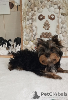 Photo №2 to announcement № 156723 for the sale of yorkshire terrier - buy in Turkey 