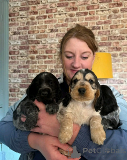 Photo №2 to announcement № 139065 for the sale of english cocker spaniel - buy in Germany private announcement, breeder
