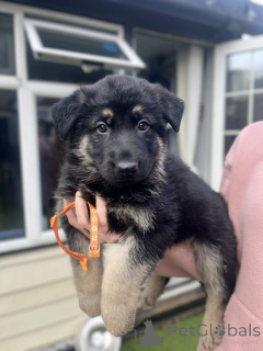 Photo №1. german shepherd - for sale in the city of Arpela | negotiated | Announcement № 166031