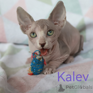 Photo №4. I will sell sphynx cat in the city of Riga. private announcement - price - 518$