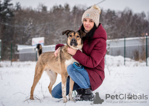 Photo №3. A young, cheerful dog Bim is looking for a home.. Russian Federation