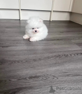 Photo №3. High Quality Pomeraniann Puppies. Finland