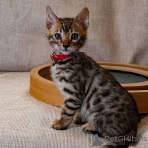 Photo №1. bengal cat - for sale in the city of Гамбург | 528$ | Announcement № 13800