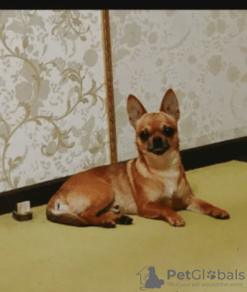 Photo №1. chihuahua - for sale in the city of Traben-Trarbach | Is free | Announcement № 128401