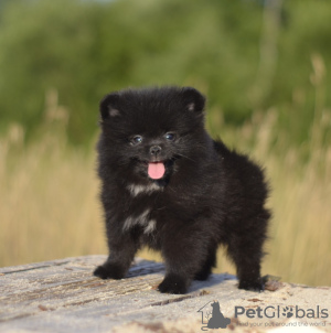 Photo №3. Spitz puppies. Belarus