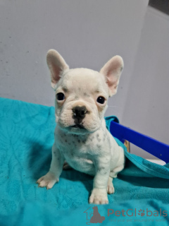 Additional photos: French bulldog puppies for sale