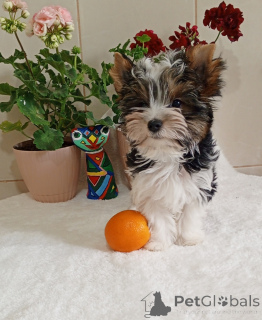 Photo №4. I will sell beaver yorkshire terrier in the city of Балыкесир. breeder - price - 500$