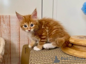 Photo №2 to announcement № 123650 for the sale of maine coon - buy in Germany private announcement