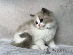 Photo №4. I will sell ragdoll in the city of Berlin.  - price - 471$
