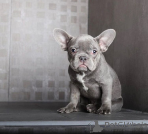 Photo №1. french bulldog - for sale in the city of Five Points | 400$ | Announcement № 84370
