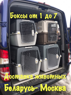 Photo №1. Services for the delivery and transportation of cats and dogs in the city of Minsk. Announcement № 1188