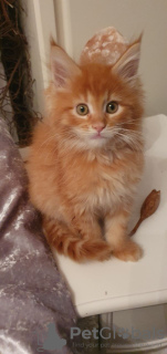 Photo №1. maine coon - for sale in the city of Амстердам | 423$ | Announcement № 75880