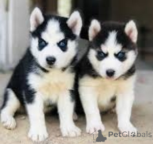 Photo №1. siberian husky - for sale in the city of Trondheim | negotiated | Announcement № 158443