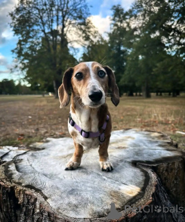 Photo №3. Looking for a Loving Home. Finland