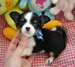 Photo №2 to announcement № 90045 for the sale of chihuahua - buy in Israel private announcement