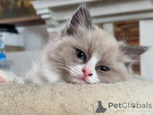 Photo №2 to announcement № 155404 for the sale of ragdoll - buy in Italy private announcement