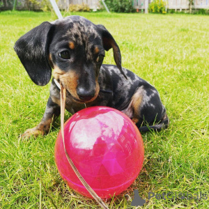 Photo №3. Dachshund Puppy. United Kingdom