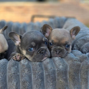 Photo №4. I will sell french bulldog in the city of Strasbourg. breeder - price - negotiated