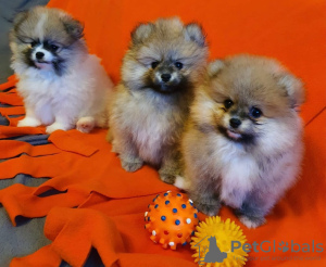 Photo №1. pomeranian - for sale in the city of Villingen-Schwenningen | negotiated | Announcement № 127212