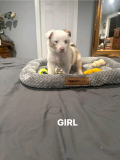 Photo №2 to announcement № 137778 for the sale of australian shepherd - buy in Germany breeder