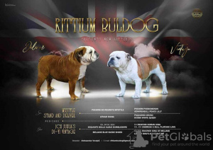 Additional photos: English bulldog