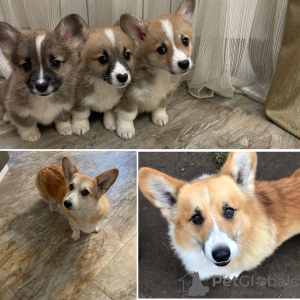 Photo №2 to announcement № 90467 for the sale of welsh corgi - buy in Estonia private announcement