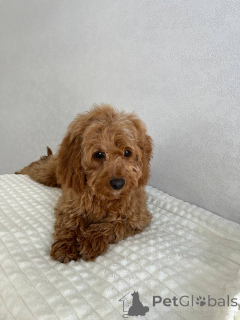 Photo №3. Cockapoo Girl. Netherlands